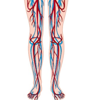 Položaj vena i arterija u nogama