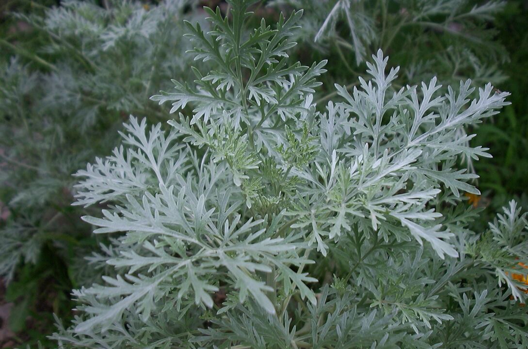 Wormwood protiv varikoznih vena