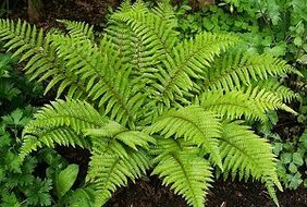 oblozi za liječenje proširenih vena